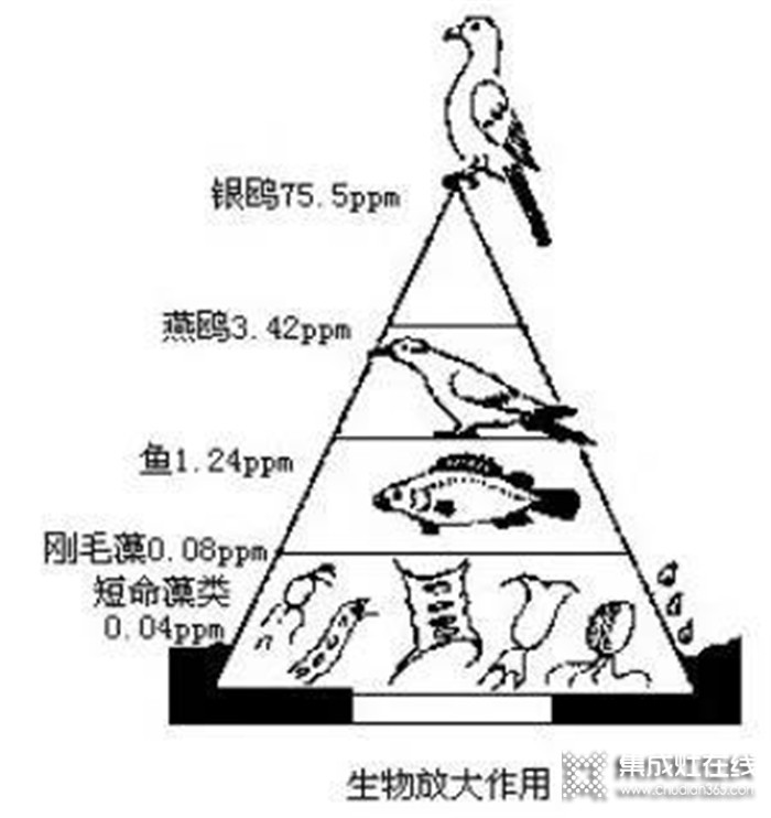 “野味”碰不得，藍(lán)炬星集成灶讓飯菜更健康美味